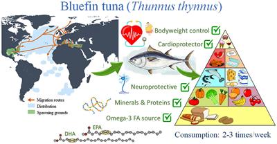 Health benefits of bluefin tuna consumption: (Thunnus thynnus) as a case study